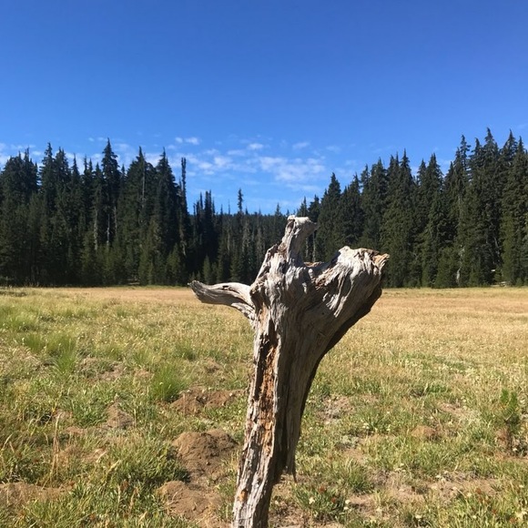 Meet your Posher, Cynthia - Picture 1 of 1